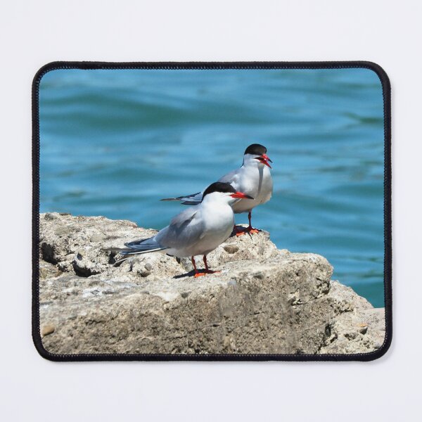 Item preview, Two Caspian Terns Standing On A Rock designed and sold by BackyardBirder.