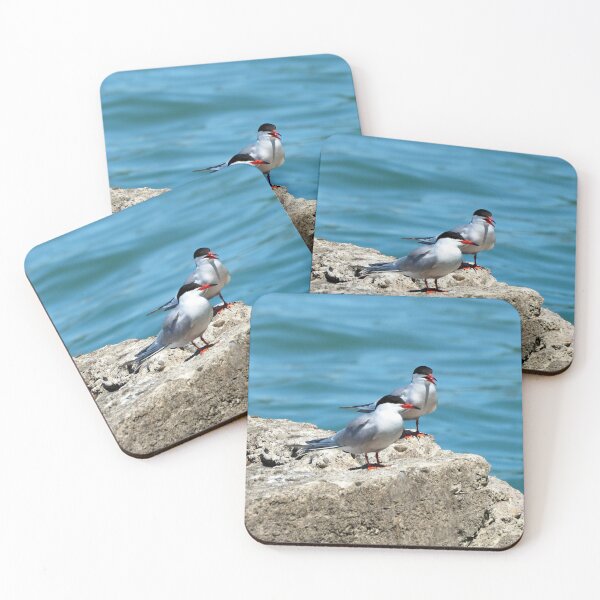 Item preview, Two Caspian Terns Standing On A Rock designed and sold by BackyardBirder.