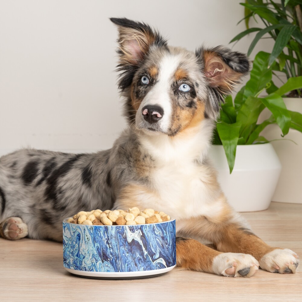Item preview, Pet Bowl designed and sold by Lehonani.