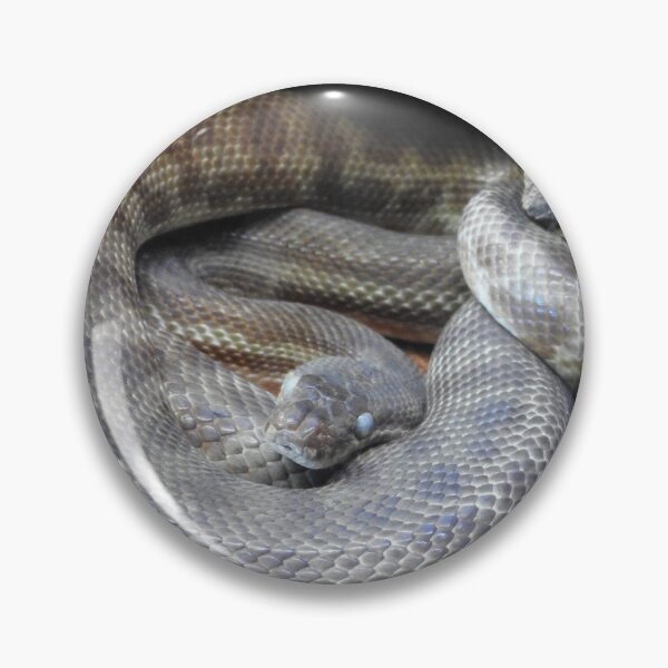 Artikelvorschau, Stimsons Python entworfen und verkauft von kirstybush.