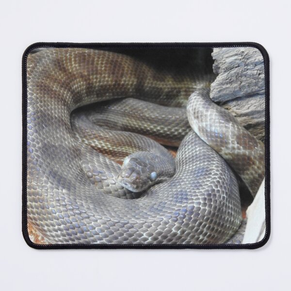 Item preview, Stimson's Python designed and sold by kirstybush.