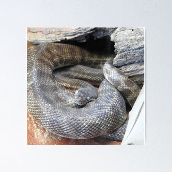 Item preview, Stimsons Python designed and sold by kirstybush.