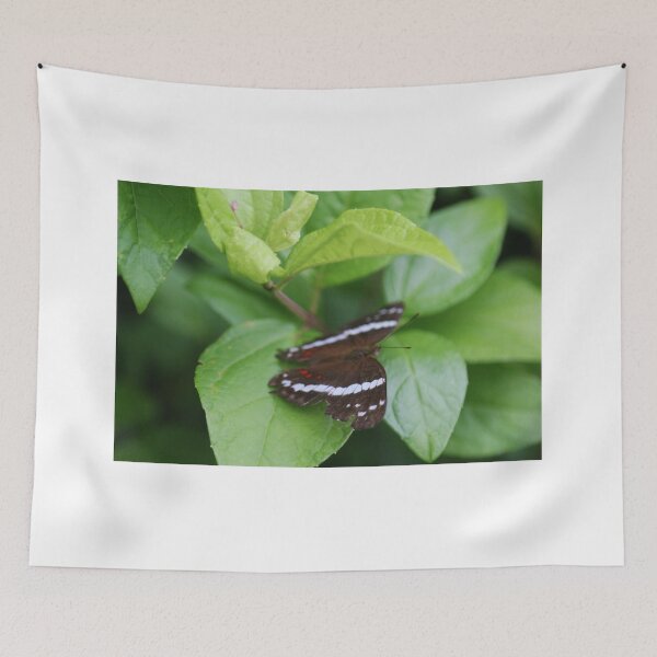 Item preview, Butterfly photographed in the jungle of Panama, Central America designed and sold by unatrotamundos.