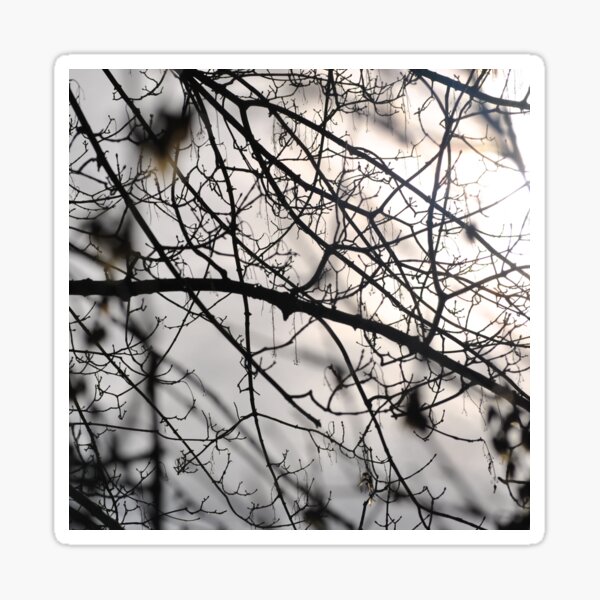 A tree branch after the storm Sticker