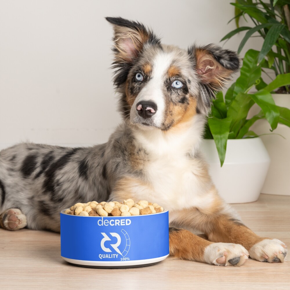 Item preview, Pet Bowl designed and sold by OfficialCryptos.