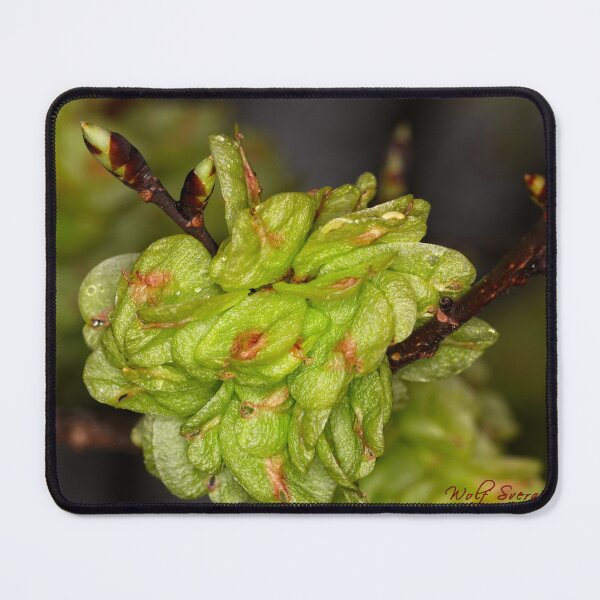 Item preview, Lanyon Homestead 2022 (3) designed and sold by Wolf Sverak Photography.