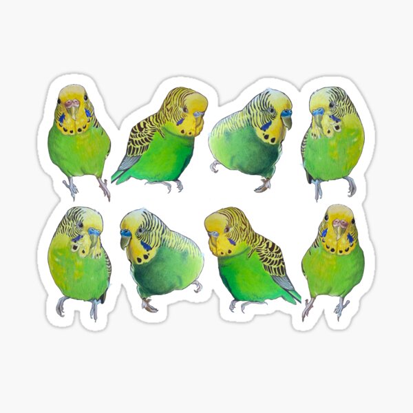 Classic green and yellow budgies Sticker