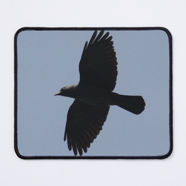 Item preview, Jackdaw In Flight Photograph designed and sold by taiche.