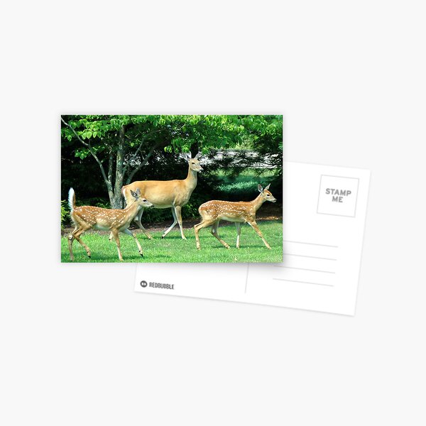 Mom & Fawns - 1 Postcard