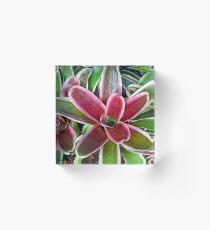 Variegated Vase Plant No. 2-1 Acrylic Block