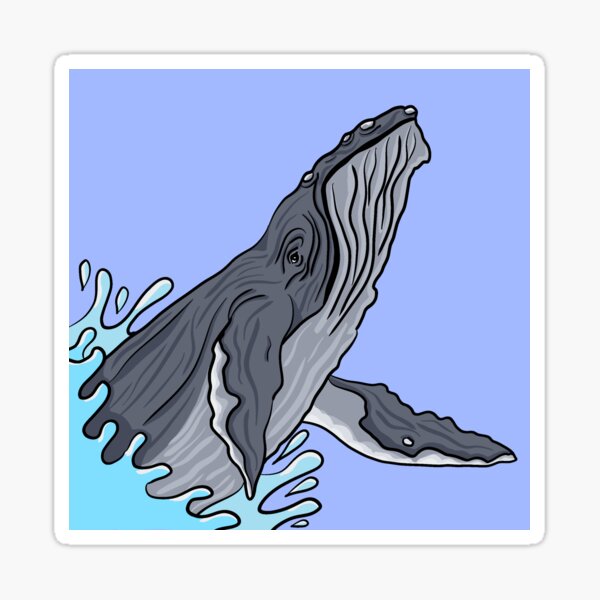 "Humpback Whale" Sticker For Sale By Redtailedbailys | Redbubble