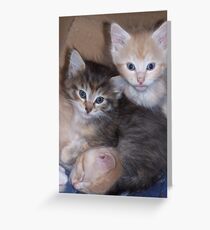 Kittens Greeting Card