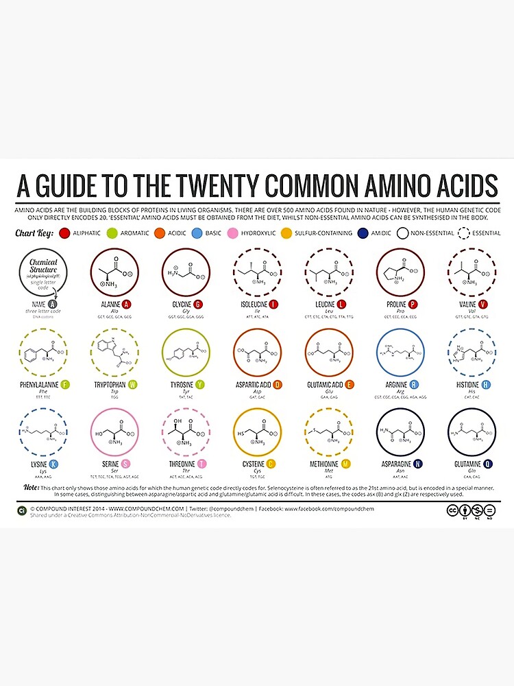 "20 Amino Acids" Photographic Print for Sale by MBlakelyEdu Redbubble