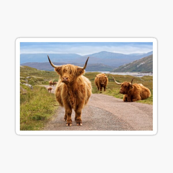 Highland Cow Glen Garry. Scottish Highlands. Sticker