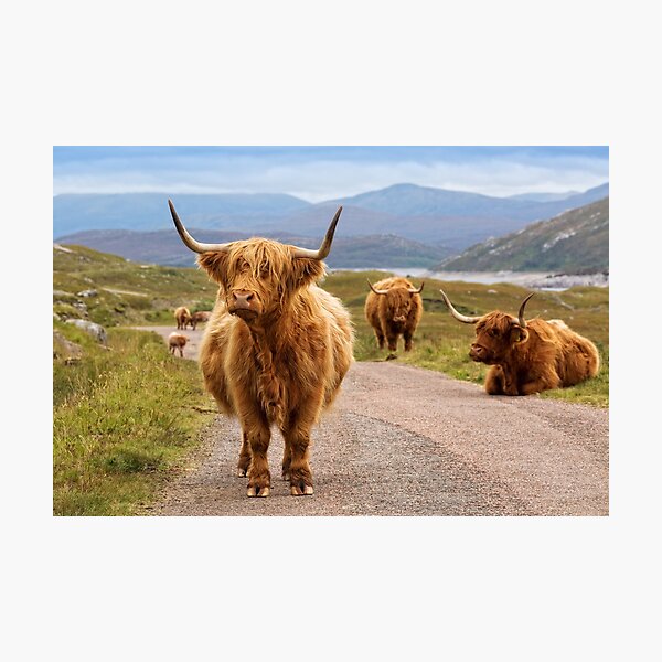 Highland Cow Glen Garry. Scottish Highlands. Photographic Print