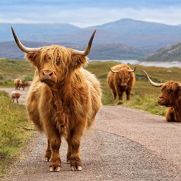 Imagen de la obra Highland Cow Glen Garry. Tierras Altas de Escocia. de PhotosEcosse