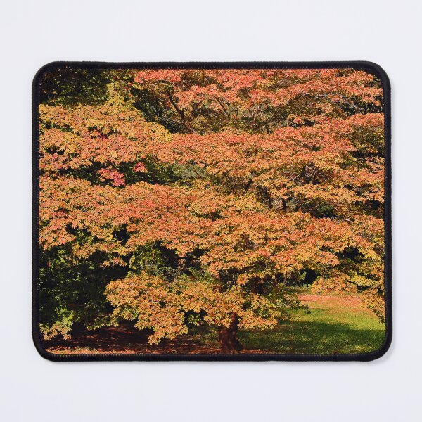 Item preview, Autumn Acer Tree Westonbirt Arboretum Cotswolds designed and sold by AndyEvansPhotos.