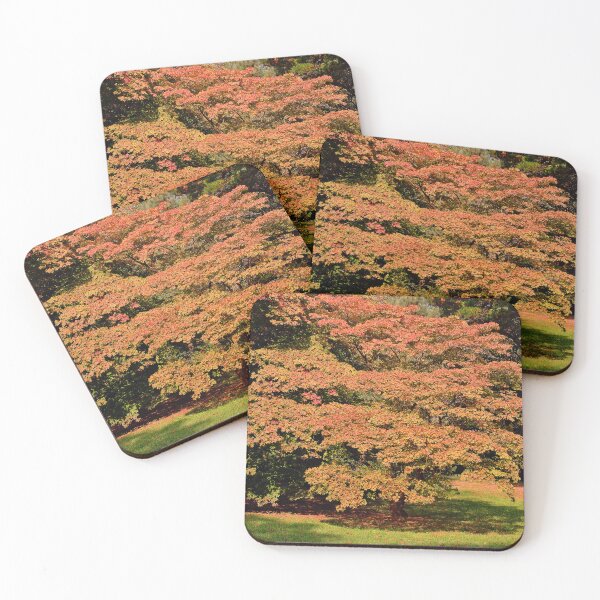Item preview, Autumn Acer Tree Westonbirt Arboretum Cotswolds designed and sold by AndyEvansPhotos.
