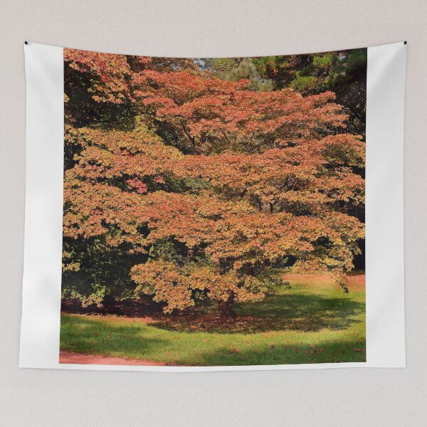Item preview, Autumn Acer Tree Westonbirt Arboretum Cotswolds designed and sold by AndyEvansPhotos.