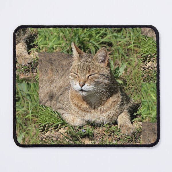 Item preview, r523 / Finition 2022, le Chat "ah to the Sun, a universal value for his well-being - ah au Soleil, une valeur universel pour son bien être " de Rouillé - Okaio Créations - Olavia-Olao designed and sold by o.okaïo.