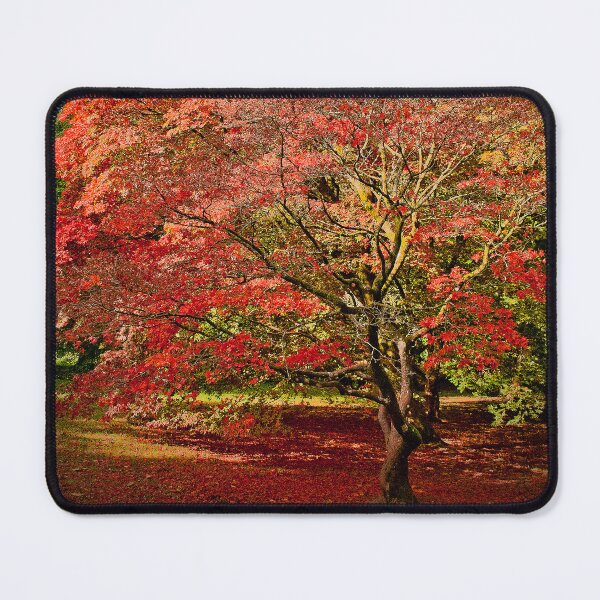 Item preview, Autumn Acer Tree Westonbirt Arboretum Cotswolds designed and sold by AndyEvansPhotos.