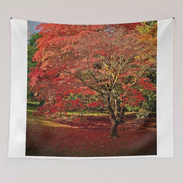 Item preview, Autumn Acer Tree Westonbirt Arboretum Cotswolds designed and sold by AndyEvansPhotos.