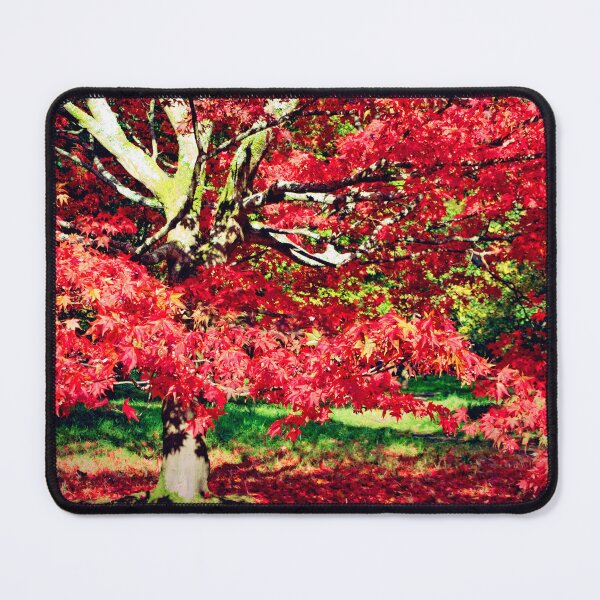 Item preview, Autumn Acer Tree Westonbirt Arboretum Cotswolds designed and sold by AndyEvansPhotos.