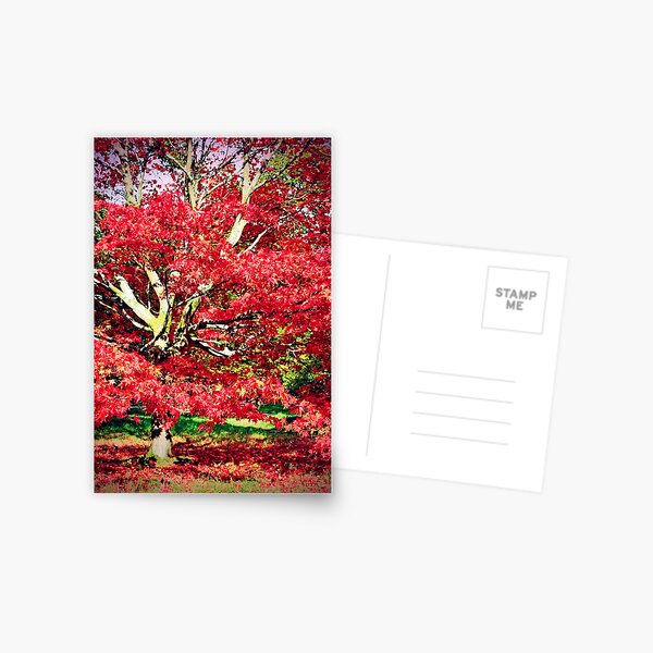 Item preview, Autumn Acer Tree Westonbirt Arboretum Cotswolds designed and sold by AndyEvansPhotos.