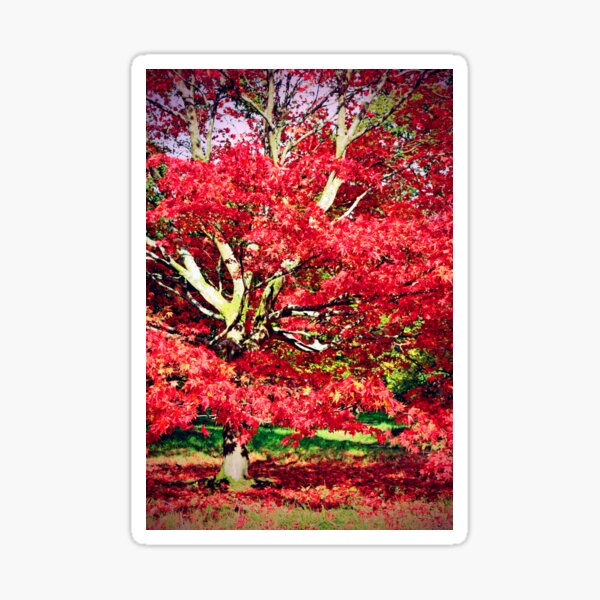 Item preview, Autumn Acer Tree Westonbirt Arboretum Cotswolds designed and sold by AndyEvansPhotos.