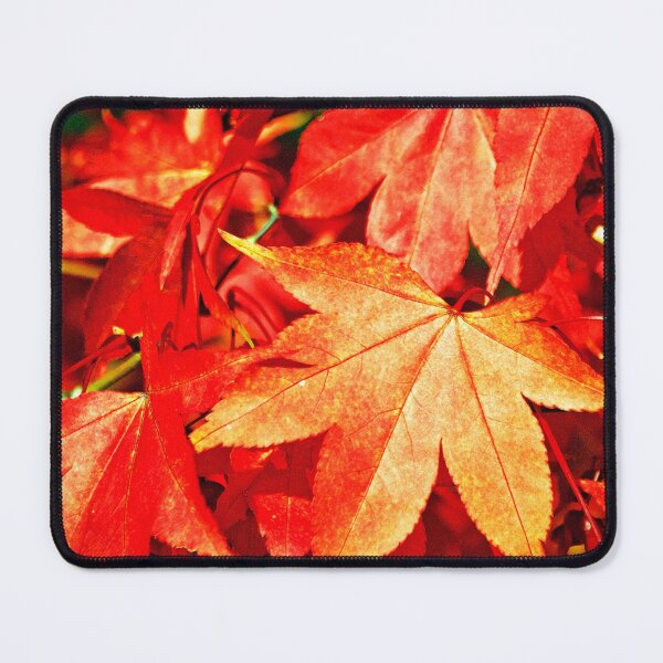 Item preview, Autumn Acer Tree Westonbirt Arboretum Cotswolds designed and sold by AndyEvansPhotos.