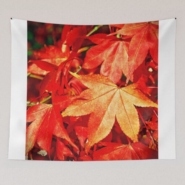 Item preview, Autumn Acer Tree Westonbirt Arboretum Cotswolds designed and sold by AndyEvansPhotos.