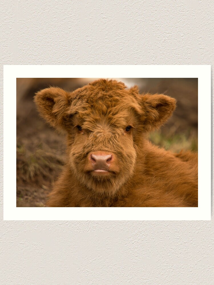 Art Print Animal Cow Highland Coo Blue Farm Scotland Wall Decor 16 X 20  Canvas