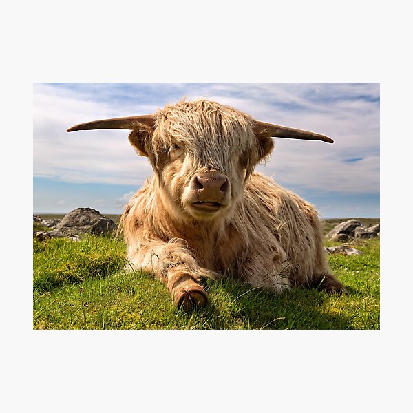 Highland Cow Isle of Lewis Scotland. Photographic Print