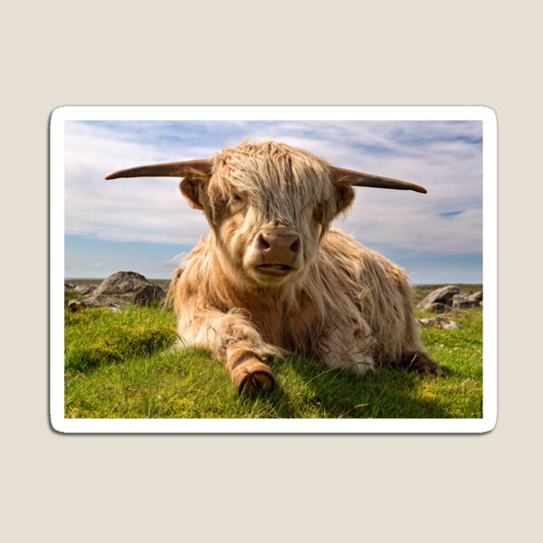 Highland Cow Isle of Lewis Scotland. Magnet