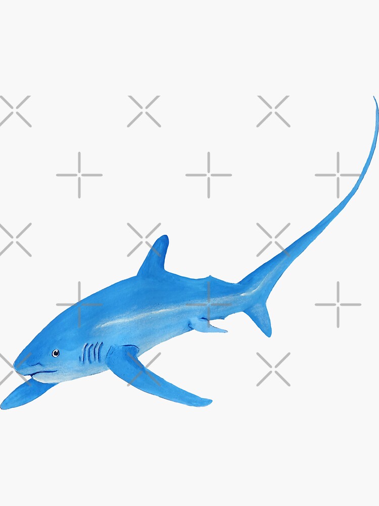 Cute Pelagic Thresher Shark by BethanyMilam