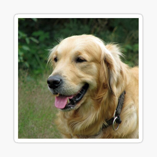 Item preview, Wir lieben Golden Retriever, das Leben ist besser mit einem Golden designed and sold by DesignVertex.