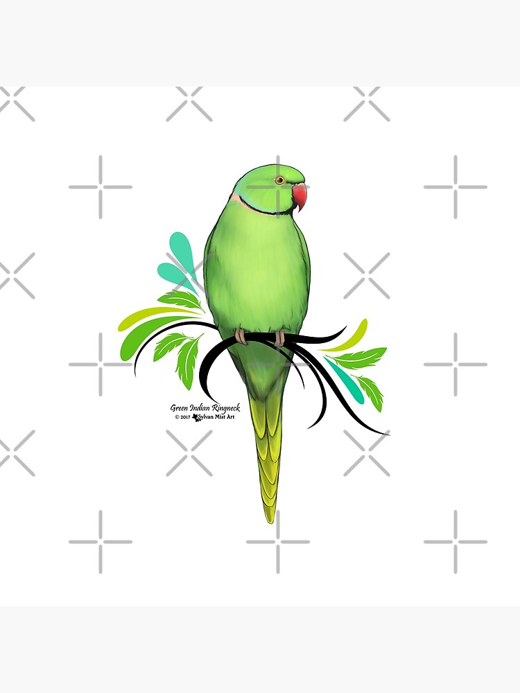 Parrot Drawing Images | Free Photos, PNG Stickers, Wallpapers & Backgrounds  - rawpixel