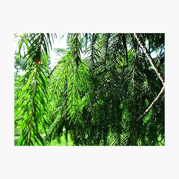 Item preview, Fir tree branches photography |  fir branches designed and sold by lausn.