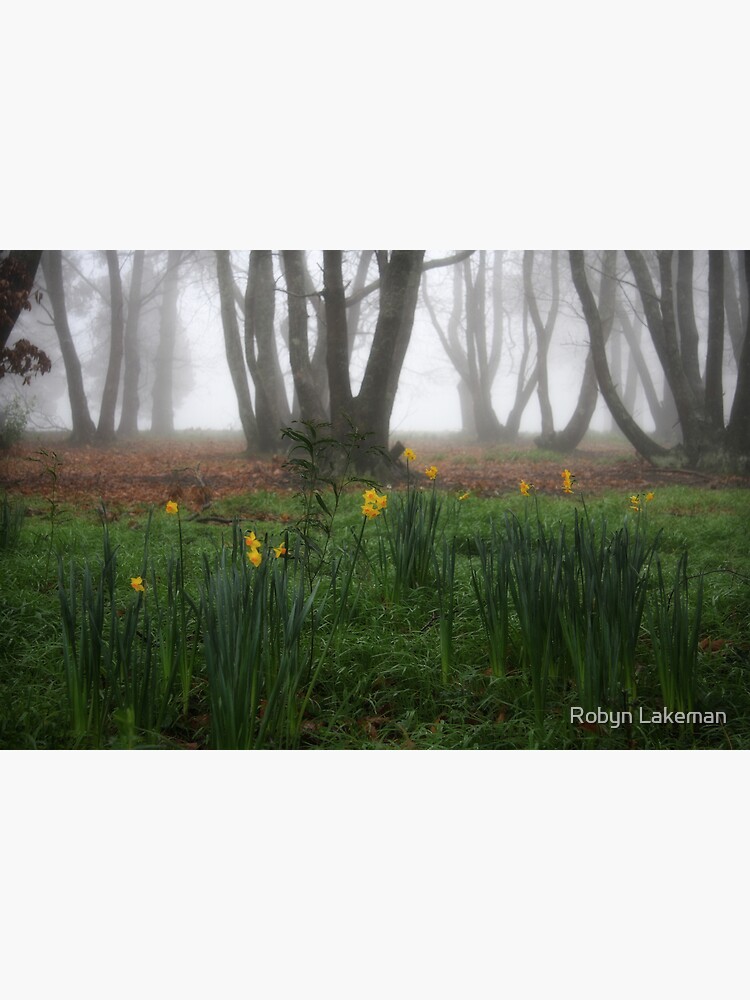 Winter daffodils by Rivergirl