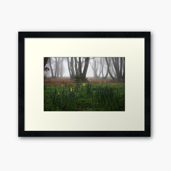 Winter daffodils Framed Art Print