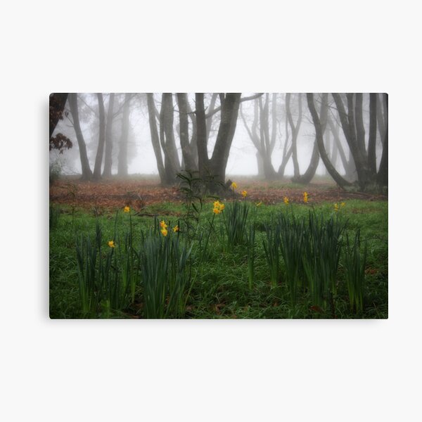 Winter daffodils Canvas Print
