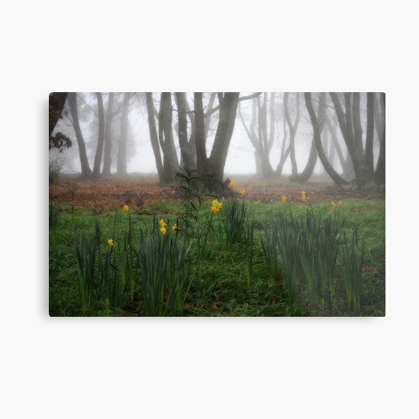 Winter daffodils Metal Print