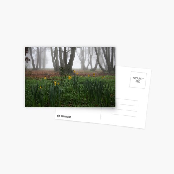 Winter daffodils Postcard