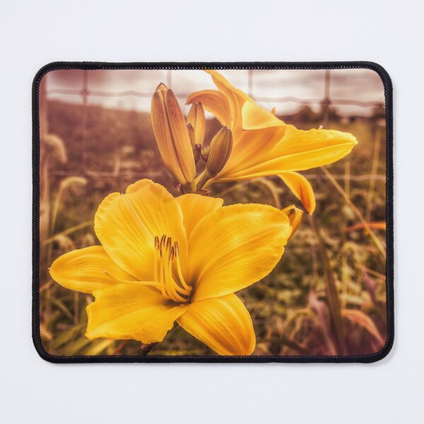 Item preview, Early Autumn Lilies designed and sold by Jim Love.