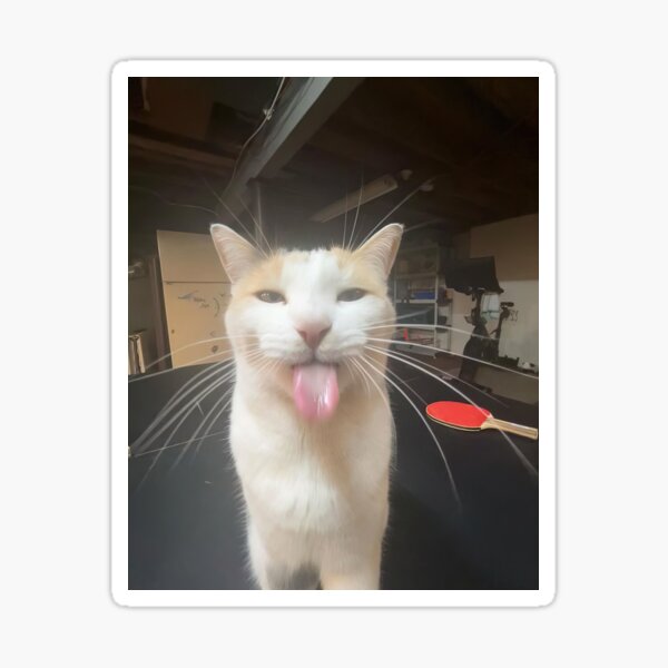 Silli Silly Sticker - Silli Silly Cat - Discover & Share GIFs