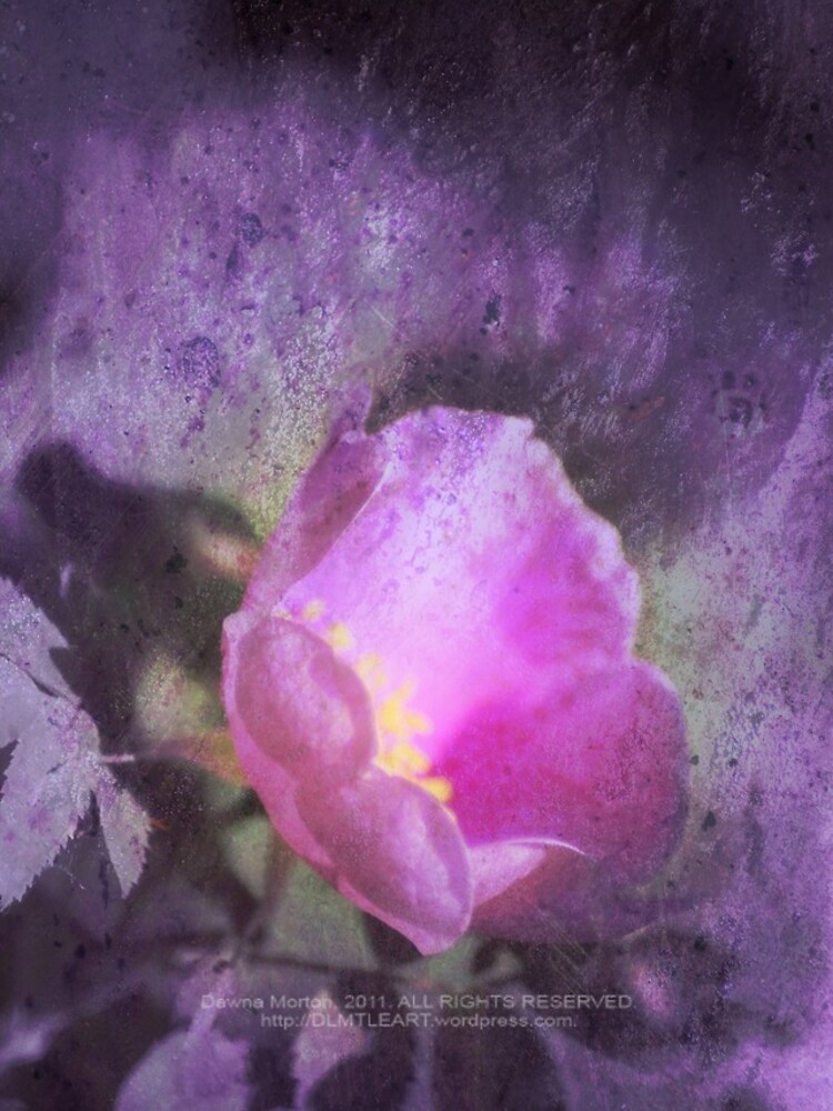 Old fashioned pink rose, purple texture by DlmtleArt