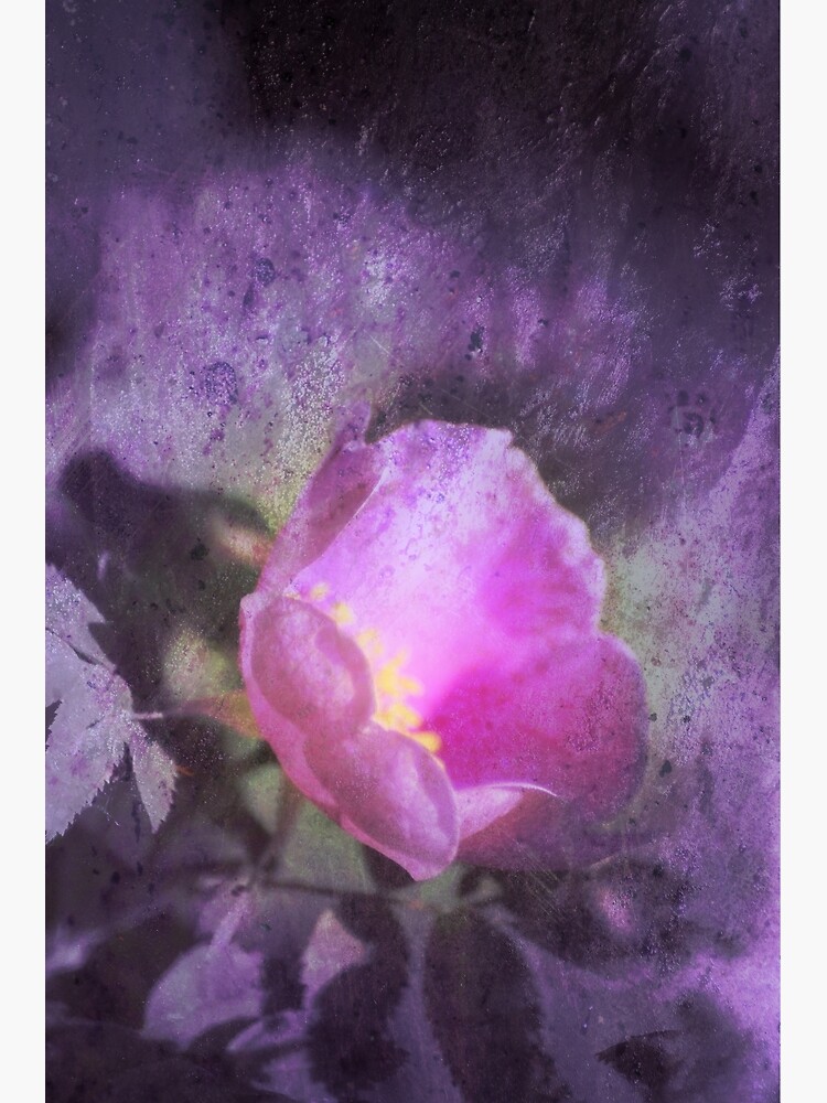 Old fashioned pink rose, purple texture by DlmtleArt