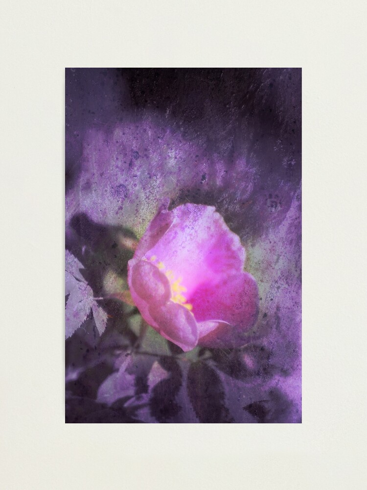 Alternate view of Old fashioned pink rose, purple texture Photographic Print