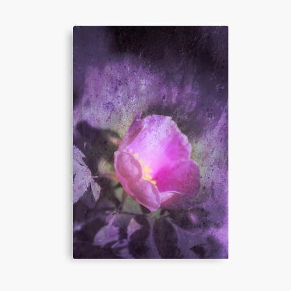 Old fashioned pink rose, purple texture Canvas Print