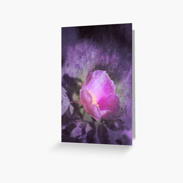 Old fashioned pink rose, purple texture Greeting Card